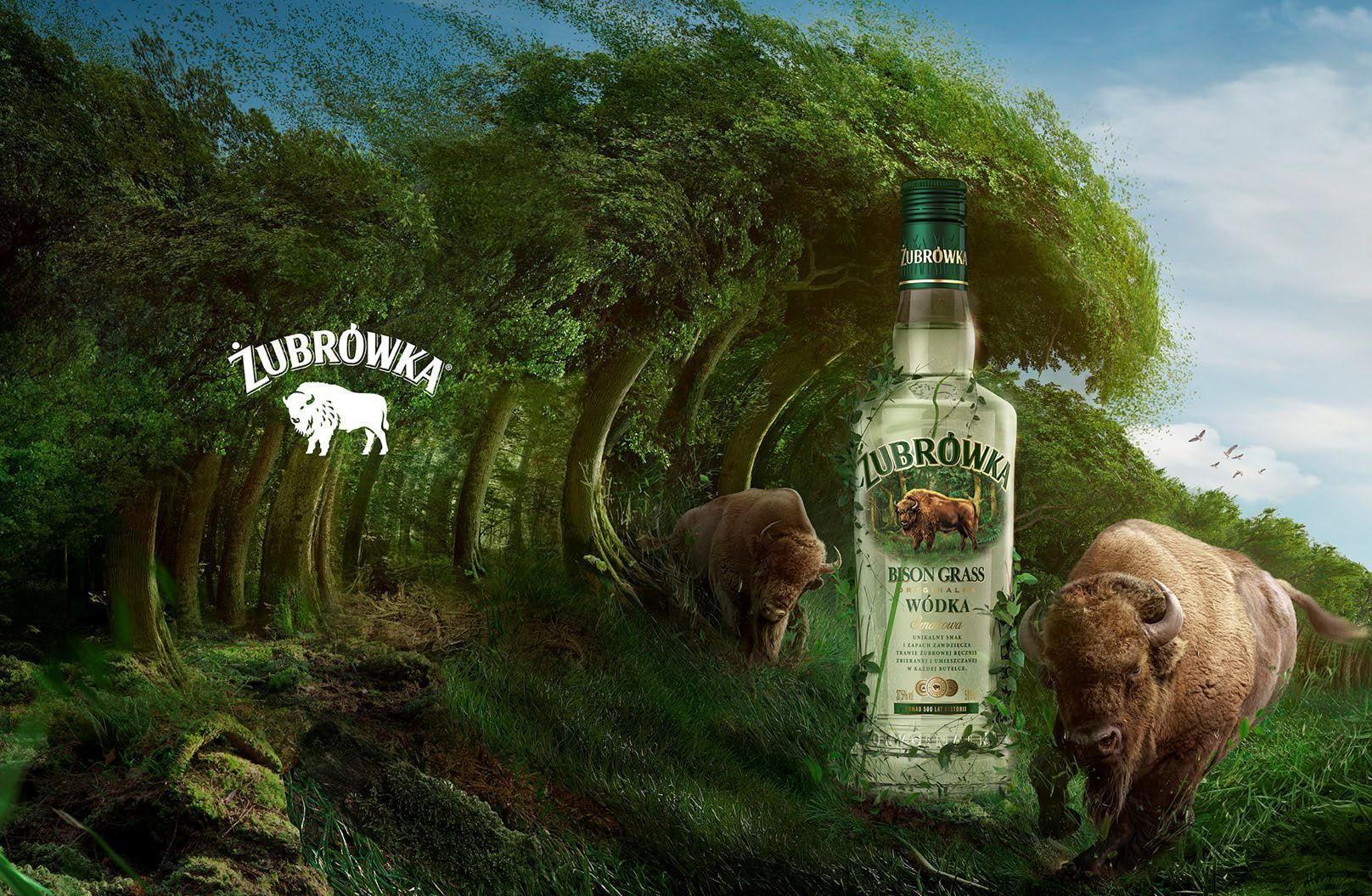 Approved Żubrówka Bison Grass brand artwork in the Białowieża Forest